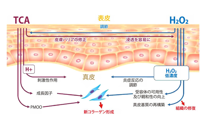 コラーゲンピール